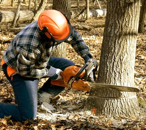 Tree Removal in Mashpee, MA
